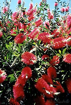 Firebush