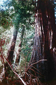 Redwoods