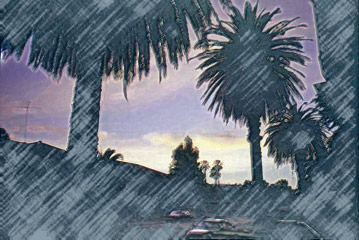 Palms