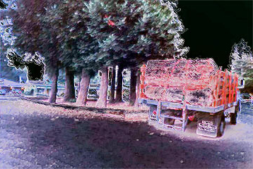 Redwoods?